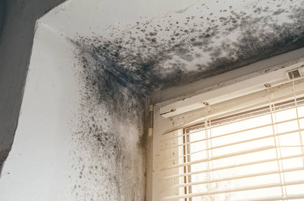 Affordable Mold Removal solutions in Machipongo, VA