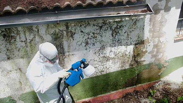 Top rated local Mold Removal specialists in Machipongo, VA